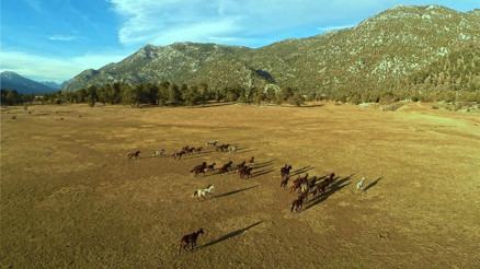 Torosların vahşi güzelliği Yılkı atları