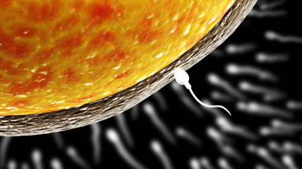 Sperm Yokluğu Çocuk Sahibi Olmaya Her Zaman Engel Değil Sperm Yokluğu Çocuk Sahibi Olmaya Her Zaman Engel Değil