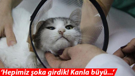 Patileri kesiliyordu Kan donduran büyü iddiası Patileri kesiliyordu Kan donduran büyü iddiası