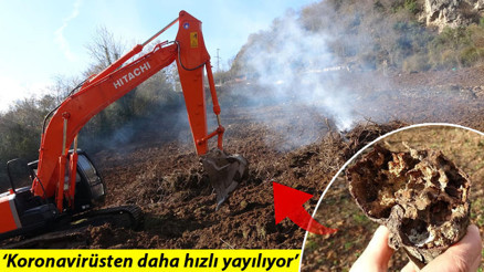 Trabzonda büyük tehlike Önce söküp, sonra yakıyorlar... Trabzonda büyük tehlike Önce söküp, sonra yakıyorlar...