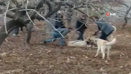 Jandarmadan köpek dövüşüne baskın kamerada