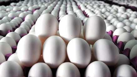 Yumurtada 90 kuruşun üstüne dikkat Yumurtada 90 kuruşun üstüne dikkat