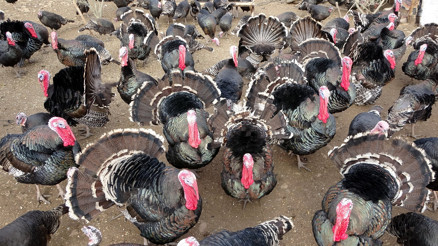 Eflaninin sembolü hindiler yılbaşında tüm Türkiyede sofraları süslemeye hazırlanıyor