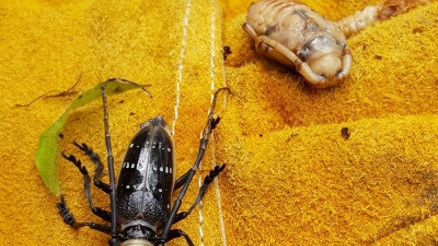 Drakula Böceği nedir ve zararları nelerdir Drakula Böceği nedir ve zararları nelerdir