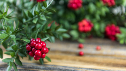 Yılbaşı çiçeği olarak biliniyor: Kokina suya konur mu, bakımı nasıl olmalı