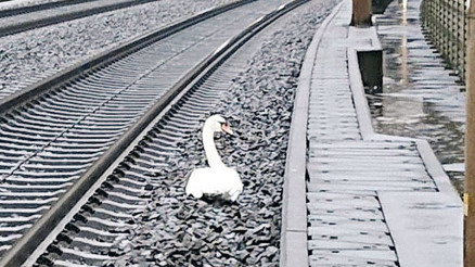 Yas tutan kuğu: Seferleri durdurdu