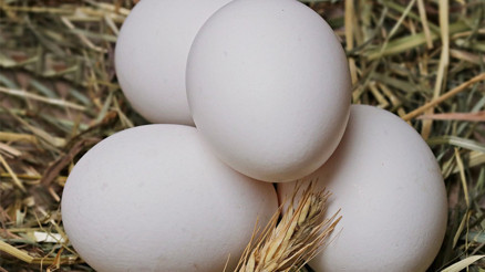 Fazla para verip bu tuzağa düşmeyin Organik yumurtayı anlamak için…