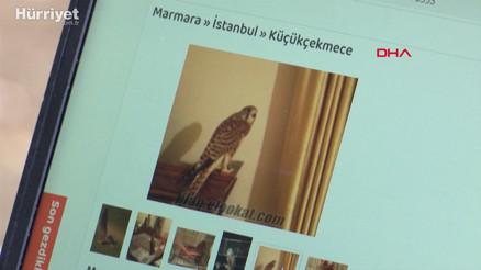 Yaban hayvanlarını internette satıp Türkiyenin her yerine yolluyorlar-