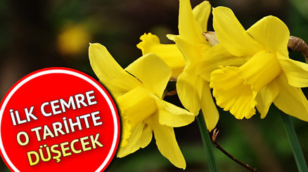 Cemreler ne zaman düşer İşte 2023 birinci cemrenin düşme tarihi