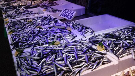 Avı azalan hamsinin fiyatı 30 liraya çıktı