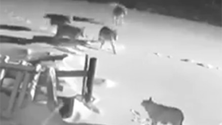 Kameraya yakalandı... Aç kalıp köye inen kurt sürüsü 2 köpeği telef etti