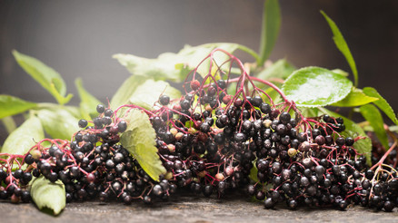 Pandemide Bitkilere Rağbet Arttı Bağışıklığınızı Güçlendirmek İsterken Zarar Görmeyin