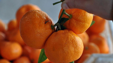 Narenciye ihracatını 2020de mandalina sırtladı