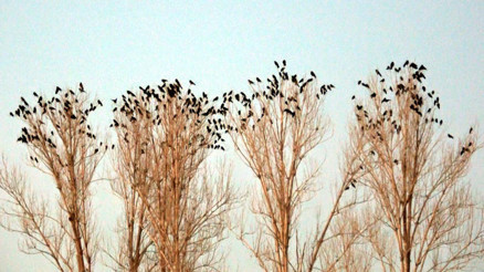 Vanda karga istilası Bölge halkı tedirgin oldu, açıklama geldi...
