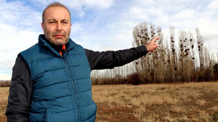 Profesörden karga istilası açıklaması: Güvenlik için kavak ağacına gelirler