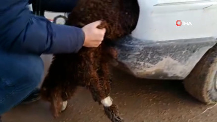 İnanılmaz olay Kuzuların ağzını ve ayaklarını bantlayıp otomobilin farında gümrükten geçirmeye çalıştılar