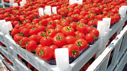 Rusya domateste kotayı 50 bin ton arttırdı