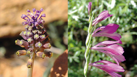 Anadolu’nun yenileri Anadolu’nun yenileri