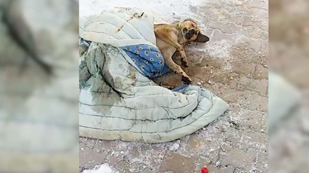 -15 derecede kediler 6 saat köpekler 17 saat aç kalırsa donarak ölür