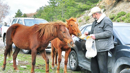 Yılkıları elleriyle besledi