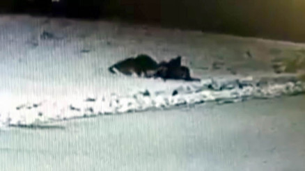 Aç kurtlar, ilçe merkezinde köpeği boğdu