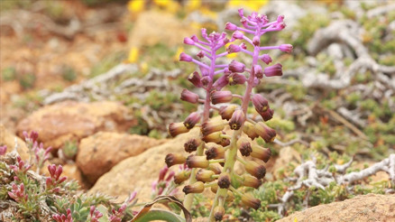 Muğlada yeni bir sümbül türü keşfedildi