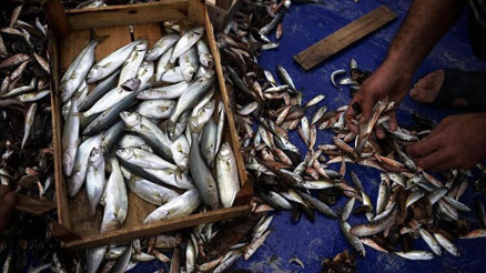 Şubatta hangi balıklar yenir İşte Şubat ayının en lezzetli balıkları