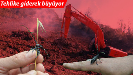 Trabzonda drakula tehlikesi giderek büyüyor Ağaçlar yakılıyor... Son derece tehlikeli Trabzonda drakula tehlikesi giderek büyüyor Ağaçlar yakılıyor... Son derece tehlikeli