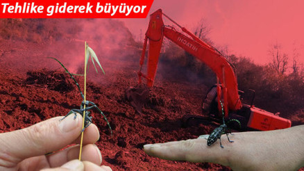 Trabzonda drakula tehlikesi Ağaçlar sökülüp yakılıyor Trabzonda drakula tehlikesi Ağaçlar sökülüp yakılıyor