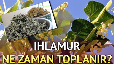 Ihlamur ne zaman çiçek açar ve ne zaman toplanır