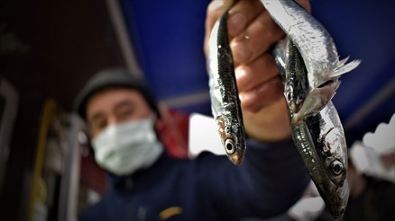 Yasak sona erdi Fiyatlar yarı yarıya düştü