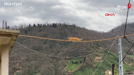 Rizede elektrik direğinde mahsur kalan kedi kurtarıldı