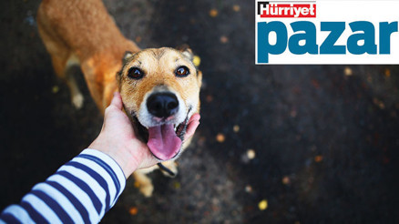 Hayvan koruma gönüllüleri ellerini taşın altına koyuyor Hayvan koruma gönüllüleri ellerini taşın altına koyuyor