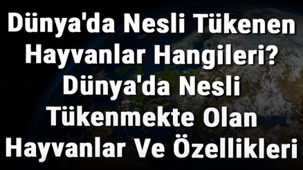 Dünyada Nesli Tükenen Hayvanlar Hangileri Dünyada Nesli Tükenmekte Olan Hayvanlar Ve Özellikleri Dünyada Nesli Tükenen Hayvanlar Hangileri Dünyada Nesli Tükenmekte Olan Hayvanlar Ve Özellikleri