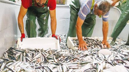 Fransa’ya Türk hamsisi