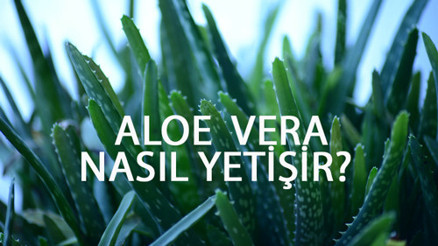 Aloe Vera Nasıl Yetişir Aloe Vera Türkiyede En Çok Ve En İyi Nerede Yetişir Ve Nasıl Yetiştirilir
