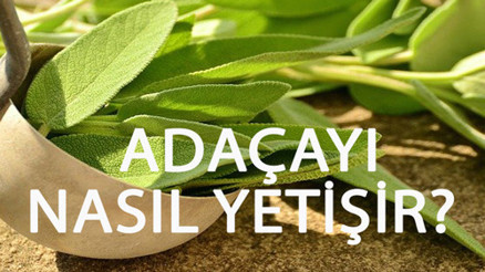 Adaçayı Nasıl Yetişir Adaçayı Türkiyede En Çok Ve En İyi Nerede Yetişir Ve Nasıl Yetiştirilir