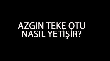 Azgın Teke Otu Nasıl Yetişir Azgın Teke Otu Türkiyede En Çok Ve En İyi Nerede Yetişir Ve Nasıl Yetiştirilir Azgın Teke Otu Nasıl Yetişir Azgın Teke Otu Türkiyede En Çok Ve En İyi Nerede Yetişir Ve Nasıl Yetiştirilir