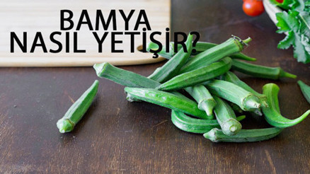 Bamya Nasıl Yetişir Bamya Türkiyede En Çok Ve En İyi Nerede Yetişir Ve Nasıl Yetiştirilir