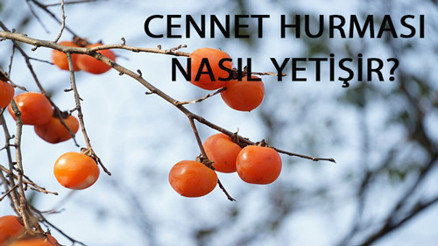 Cennet Hurması Nasıl Yetişir Cennet Hurması Türkiyede En Çok Ve En İyi Nerede Yetişir Ve Nasıl Yetiştirilir