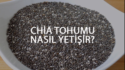 Chia Tohumu Nasıl Yetişir Chia Tohumu Türkiyede En Çok Ve En İyi Nerede Yetişir Ve Nasıl Yetiştirilir