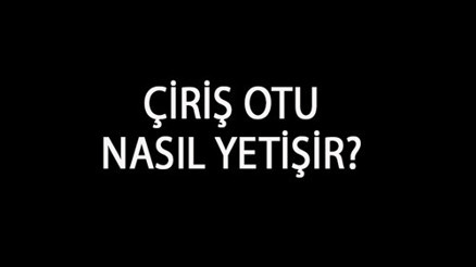 Çiriş Otu Nasıl Yetişir Çiriş Otu Türkiyede En Çok Ve En İyi Nerede Yetişir Ve Nasıl Yetiştirilir