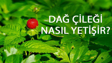 Dağ Çileği Nasıl Yetişir Dağ Çileği Türkiyede En Çok Ve En İyi Nerede Yetişir Ve Nasıl Yetiştirilir