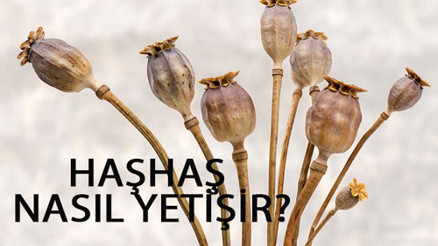Haşhaş Nasıl Yetişir Haşhaş Türkiyede En Çok Ve En İyi Nerede Yetişir Ve Nasıl Yetiştirilir
