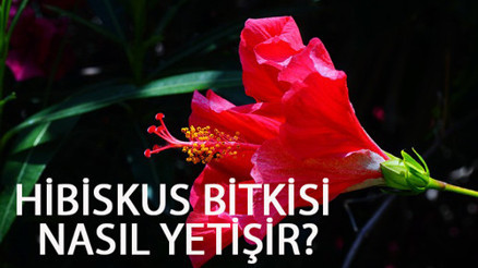 Hibiskus Bitkisi Nasıl Yetişir Hibiskus Bitkisi Türkiyede En Çok Ve En İyi Nerede Yetişir Ve Nasıl Yetiştirilir