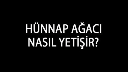 Hünnap Ağacı Nasıl Yetişir Hünnap Ağacı Türkiyede En Çok Ve En İyi Nerede Yetişir Ve Nasıl Yetiştirilir