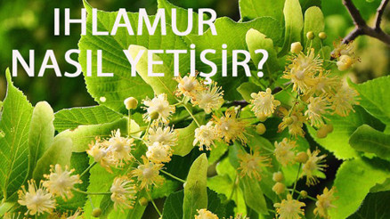 Ihlamur Nasıl Yetişir Ihlamur Türkiyede En Çok Ve En İyi Nerede Yetişir Ve Nasıl Yetiştirilir Ihlamur Nasıl Yetişir Ihlamur Türkiyede En Çok Ve En İyi Nerede Yetişir Ve Nasıl Yetiştirilir
