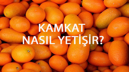 Kamkat Nasıl Yetişir Kamkat Türkiyede En Çok Ve En İyi Nerede Yetişir Ve Nasıl Yetiştirilir