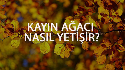 Kayın Ağacı Nasıl Yetişir Kayın Ağacı Türkiyede En Çok Ve En İyi Nerede Yetişir Ve Nasıl Yetiştirilir