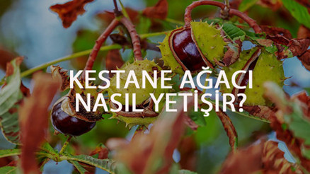 Kestane Ağacı Nasıl Yetişir Kestane Ağacı Türkiyede En Çok Ve En İyi Nerede Yetişir Ve Nasıl Yetiştirilir